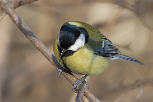 Fågel tit på en trädgren på vintern — Stockfoto