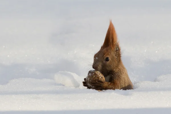 Rotes Eichhörnchen frisst eine Nuss Schnee — Stockfoto