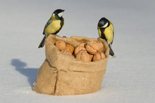 Two birds titmouse sitting on a bag of nuts — Stock Photo, Image