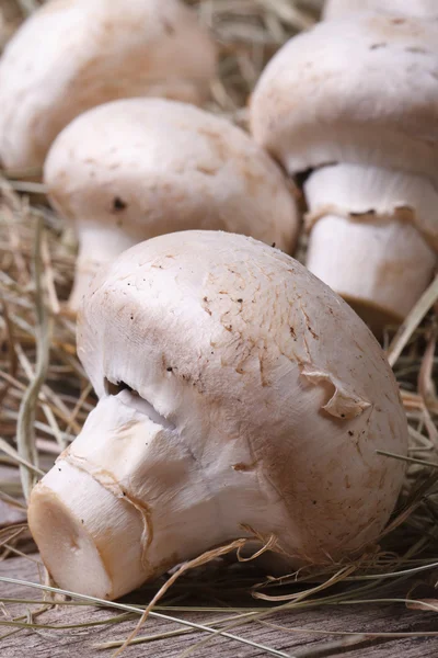 Fresh mushrooms champignons on the dry grass — Stock Photo, Image