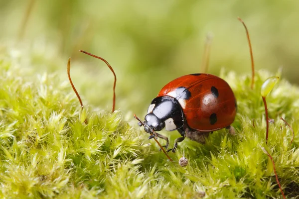 Macro joaninha na grama na primavera — Fotografia de Stock