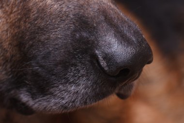 Alman çoban köpek burun makro yan görünüm