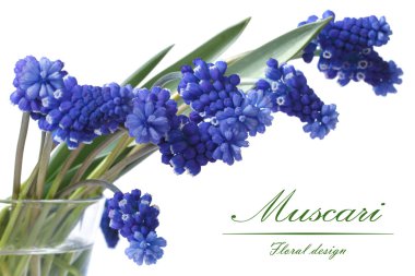 Bouquet flowers of blue muscari in a glass vase isolated  clipart