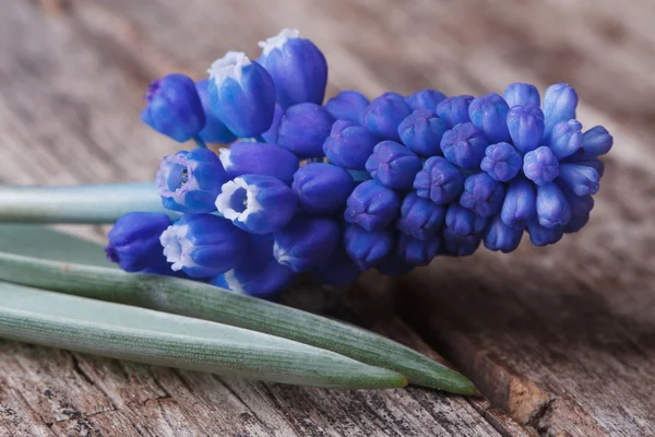 Hermosa flor de muscari azul en madera vieja — Foto de Stock