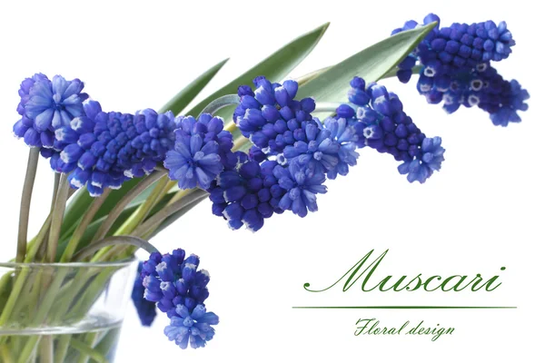 Bukett blommor av blå muscari i en glasvas som isolerade — Stockfoto