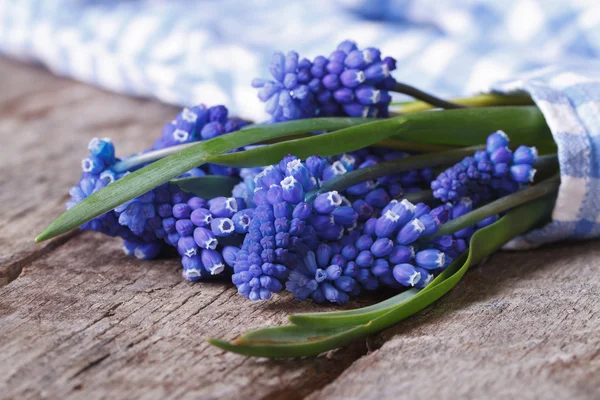Букет весенних цветов мускари, завернутый в голубую ткань — стоковое фото