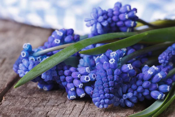 Frühlingsblumen Muscari in blaues Tuch gewickelt Makro — Stockfoto