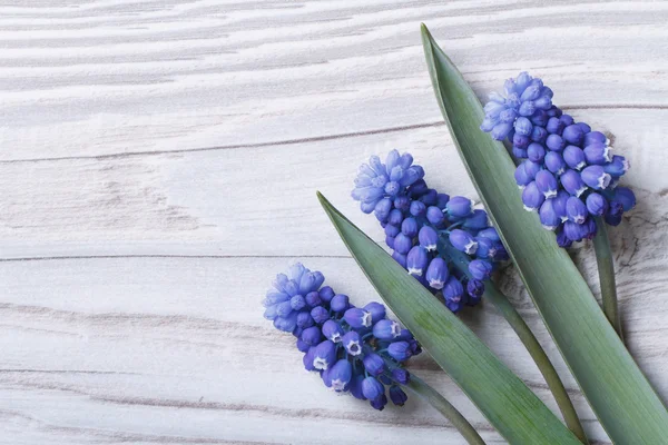 Holiday card from spring blue muscari flowers — Stock Photo, Image