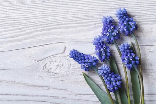 Bela moldura floral com flores azuis muscari — Fotografia de Stock