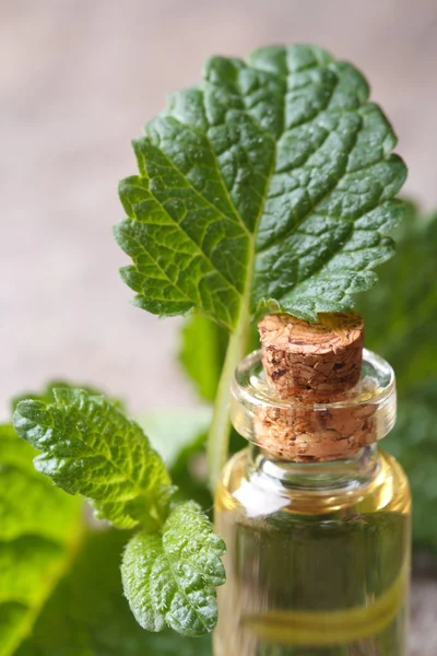 Aromatické oleje meduňky ve skleněné láhvi — Stock fotografie