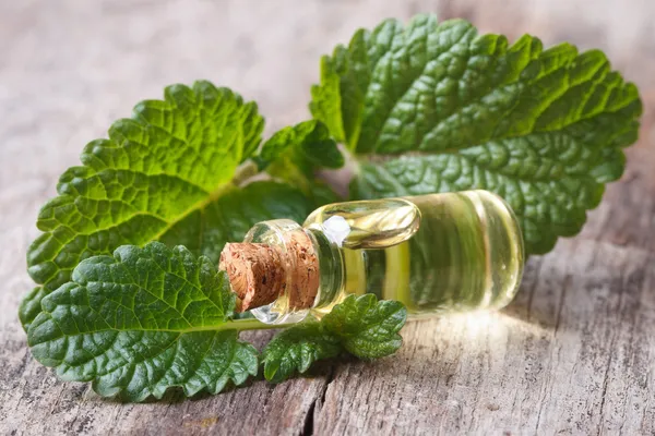 Lemon balm leaves close up with a bottle of oil — Stock Photo, Image