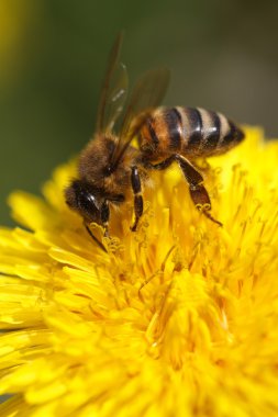 arı polen sarı karahindiba toplanıyor. Makro.