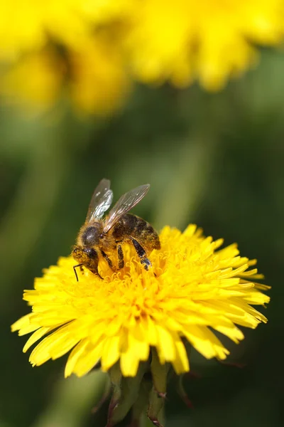 Bee collecting pollen on yellow flower dandelion — Stock Photo, Image