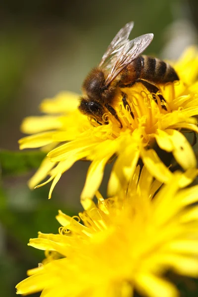 Two yellow dandelion and bee on a flower. close up — Stock Photo, Image