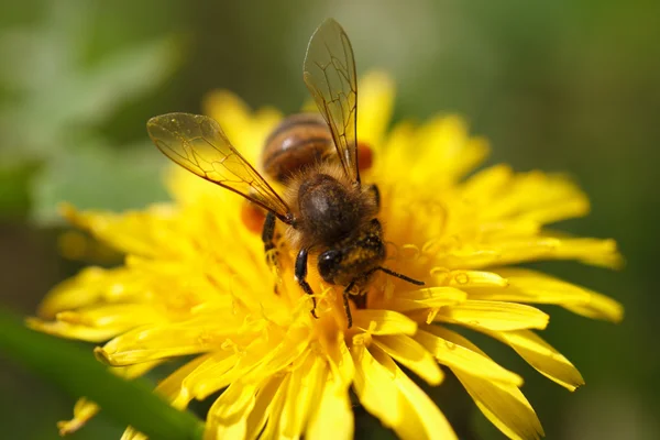 Bee op een paardebloem. Close-up. horizontale — Stockfoto