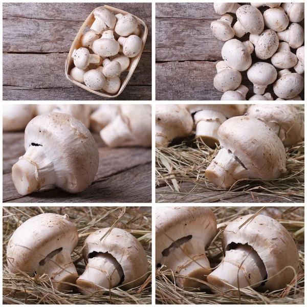Set photos of champignon mushrooms on old desk — Stock Photo, Image