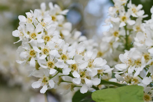 Blooming fragrant bird cherry tree closeup — Stock Photo, Image
