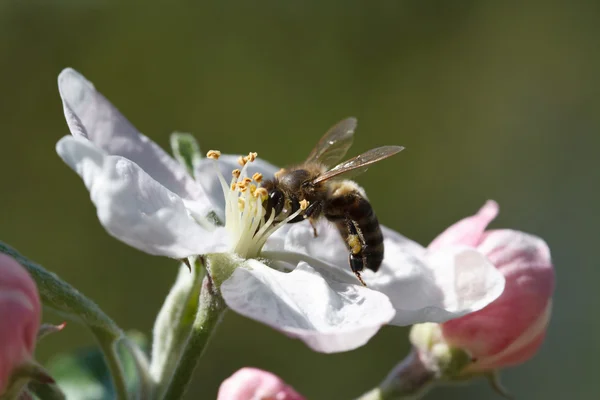 Bee on a flower apple tree in spring garden — Stock Photo, Image