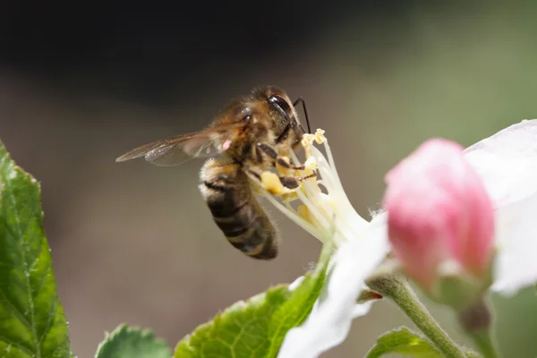 La abeja recoge el polen de cerca en una manzana de flor — Foto de Stock