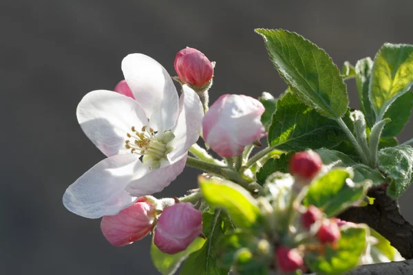 Rózsaszín virágok és rügyek a Vértes Alma — Stock Fotó