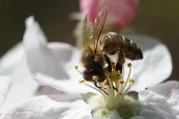 Μέλισσα συλλογή γύρη από λουλούδια της apple — Φωτογραφία Αρχείου