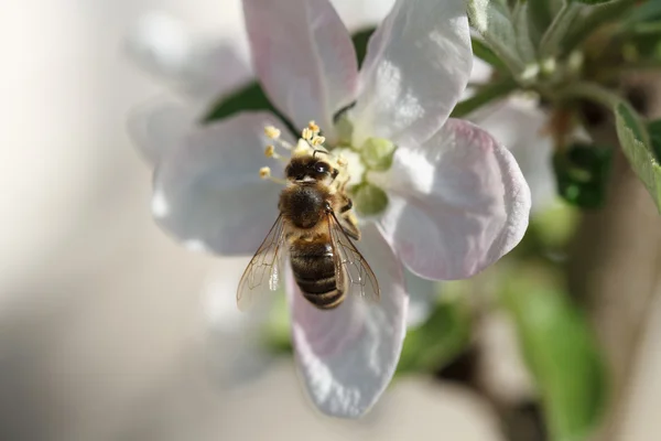 Včela na květiny Apple, makro snímek — Stock fotografie