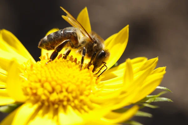 Nature insect bee on yellow flower closeup — Stock Photo, Image