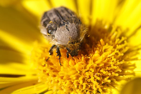 Tropinota hirta έντομο σε κίτρινο λουλούδι μακρο — Φωτογραφία Αρχείου