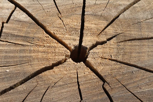 Texture of the old cracked stump — Stock Photo, Image