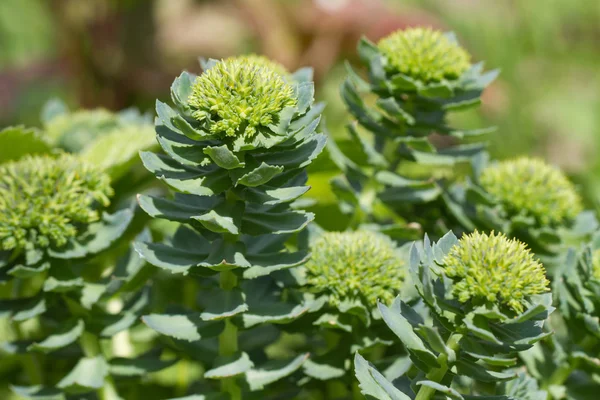 Rhodiola rosea floraison gros plan à l'extérieur — Photo