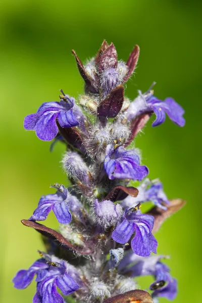 Ajuga plant with blue flowers close up outdoors — Stock Photo, Image