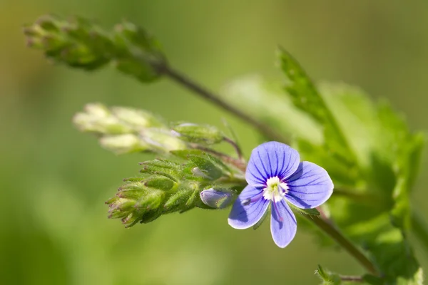 Hermoso fondo floral de las flores azules de primavera — Foto de Stock