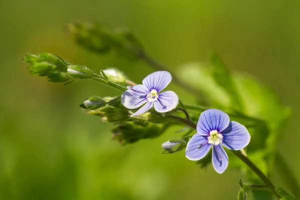 Hermosas flores de fondo floral verónica — Foto de Stock