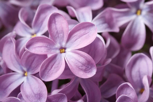 Beautiful floral background of  purple lilac macro — Stock Photo, Image