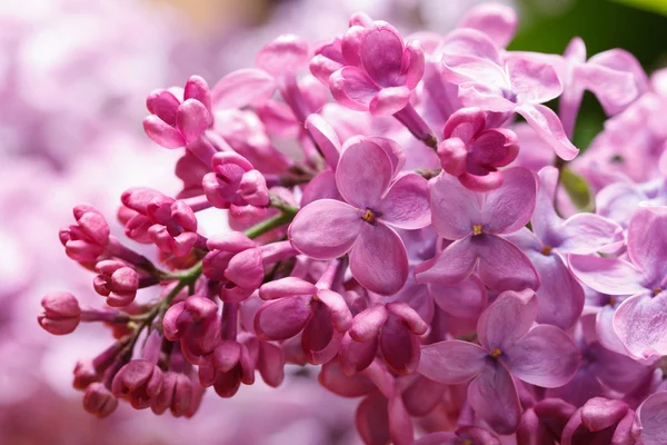 Zweig blühender lila rosa Blüten und Knospen aus nächster Nähe — Stockfoto