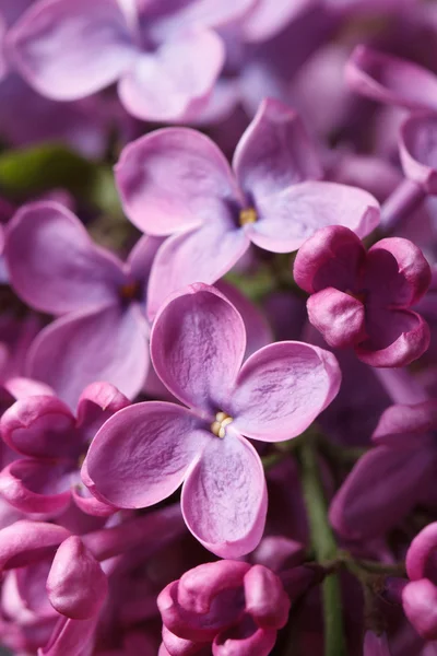 Beautiful sprig of fragrant pink lilac blossoms. closeup — Stock Photo, Image