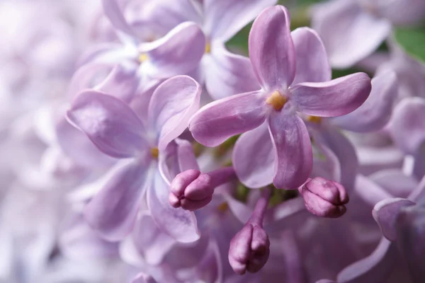 Floral background of delicate pale mauve fragrant lilacs — Stock Photo, Image