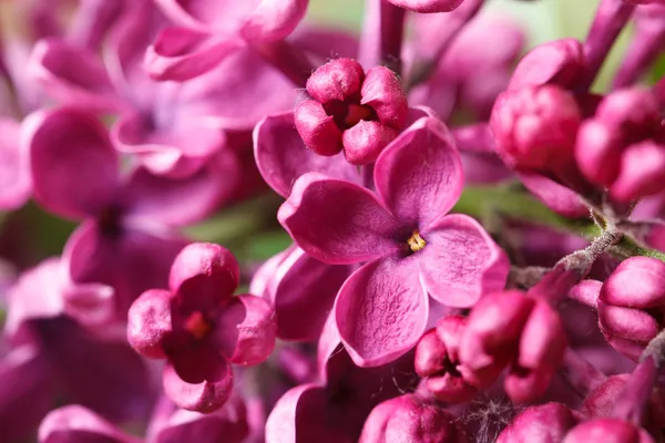 Bright pink lilac blooming with flowers and buds close up — Stock Photo, Image
