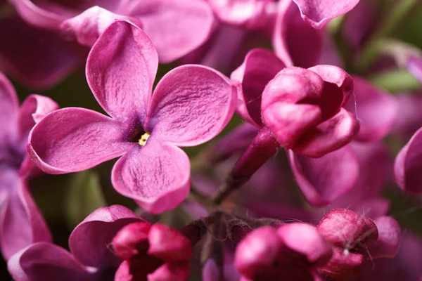 Pink lilac blooming with flowers and buds macro — Stock Photo, Image