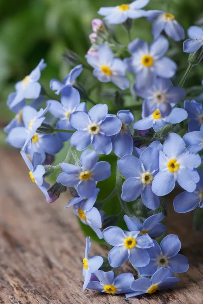 Bouquet of blue flowers forget-me-not. closeup — Stock Photo, Image