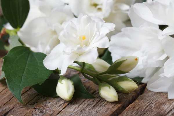 Terry jasmine flowers close up — Stock Photo, Image