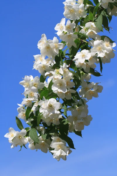 Brindille de jasmin en fleurs contre un ciel bleu. vertical — Photo