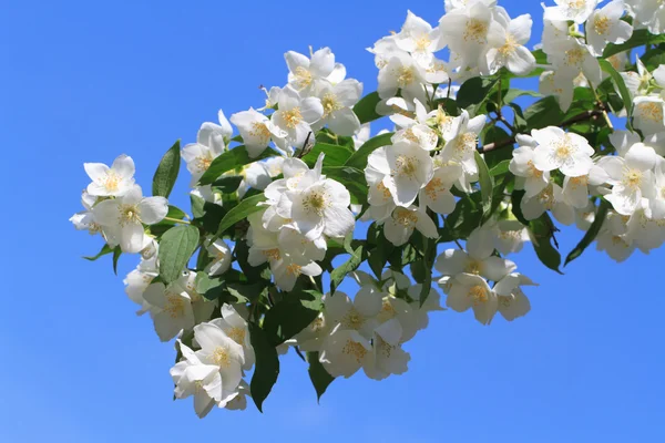 Virágzó jázmin Vértes ellen, blue sky — Stock Fotó