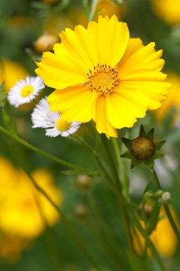 coreopsis flower on a background of wild flowers vertical clipart