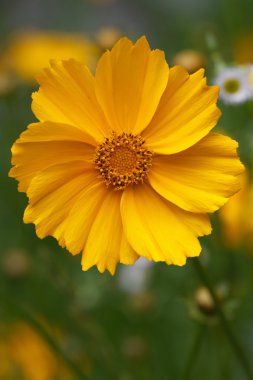 Beautiful yellow coreopsis flower closeup clipart