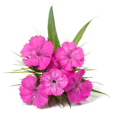 dianthus barbatus pembe çiçekler üzerinde beyaz portre izole