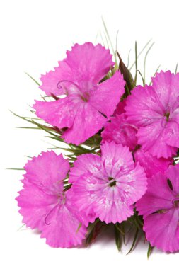 Dianthus barbatus pembe çiçekler izole yakın. dikey