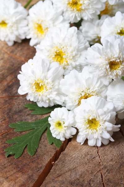 Ramo de mini crisantemos blancos de cerca — Foto de Stock
