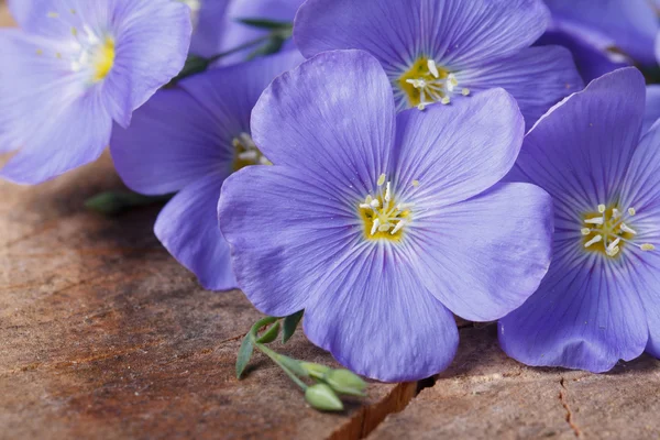 Flores de lino azul macro en un tablero de madera viejo — Foto de Stock