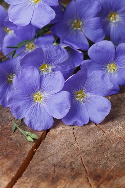 Голубые льняные цветы закрывают вертикально — стоковое фото